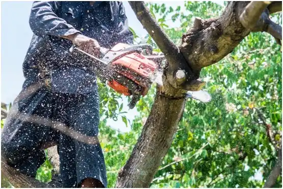 tree services Blue Mounds